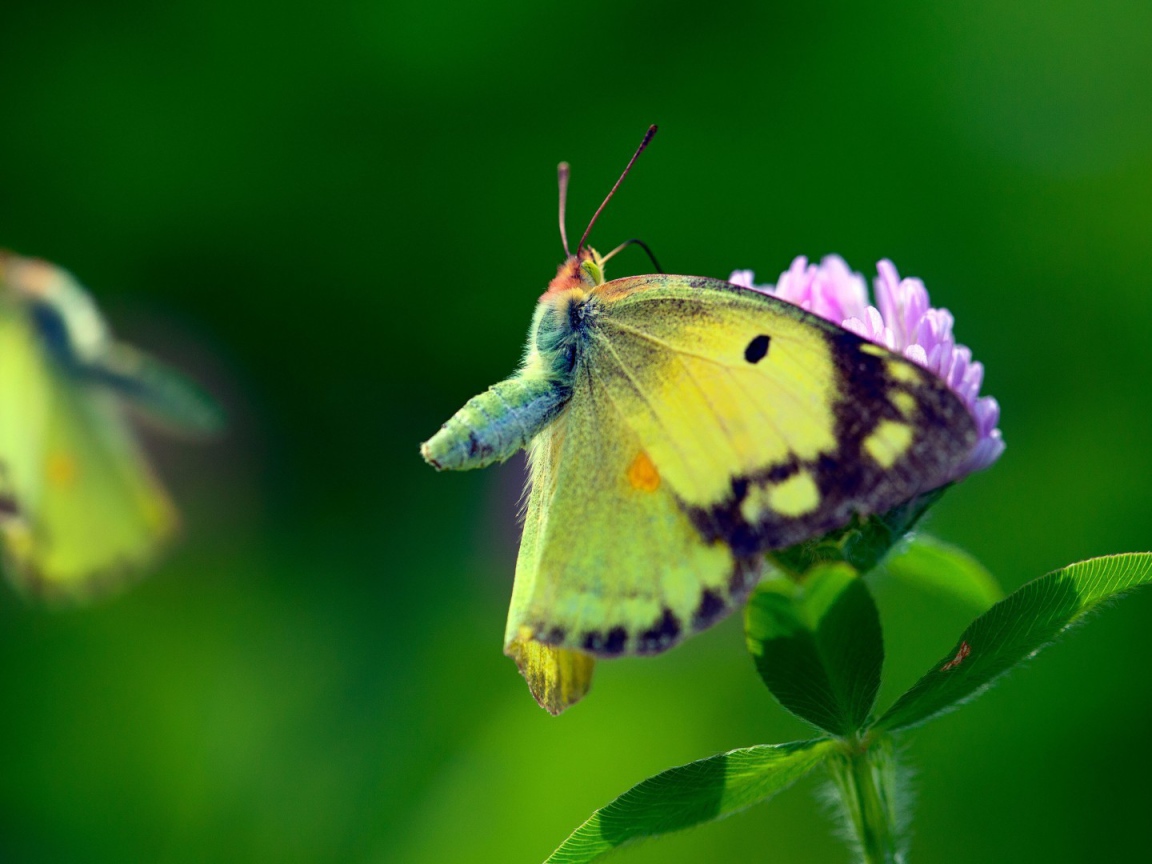 Бабочка с желтыми крыльями на листьях