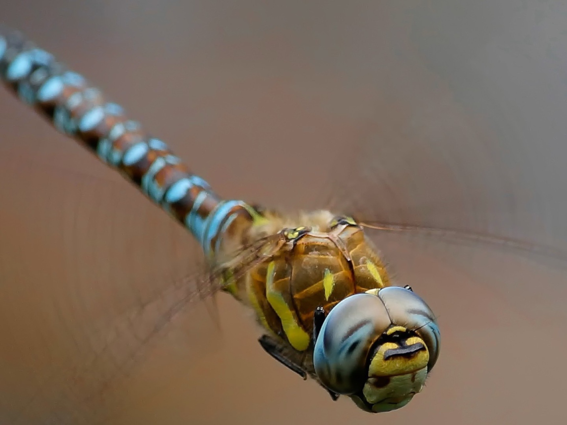 Изящная стрекоза крупным планом