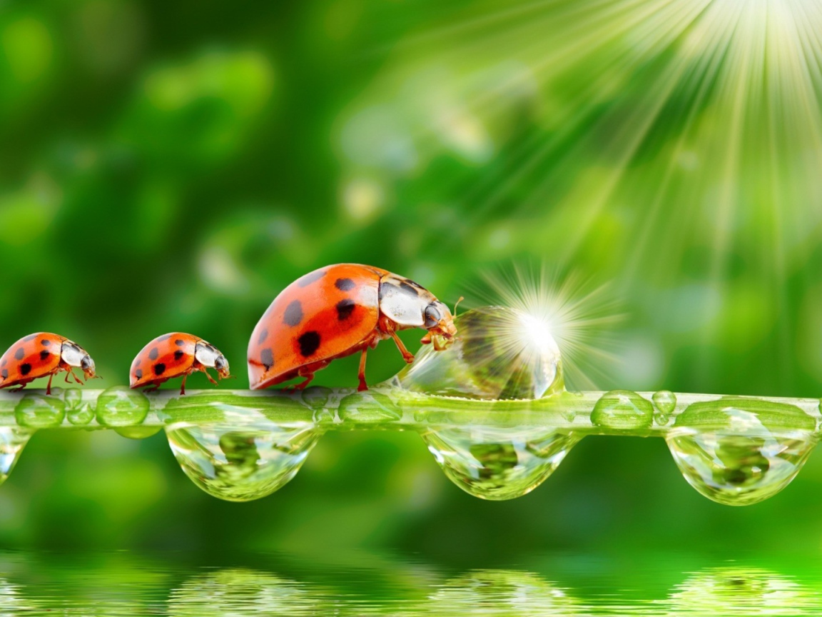 Семья божьих коровок наткнулась на препятствие