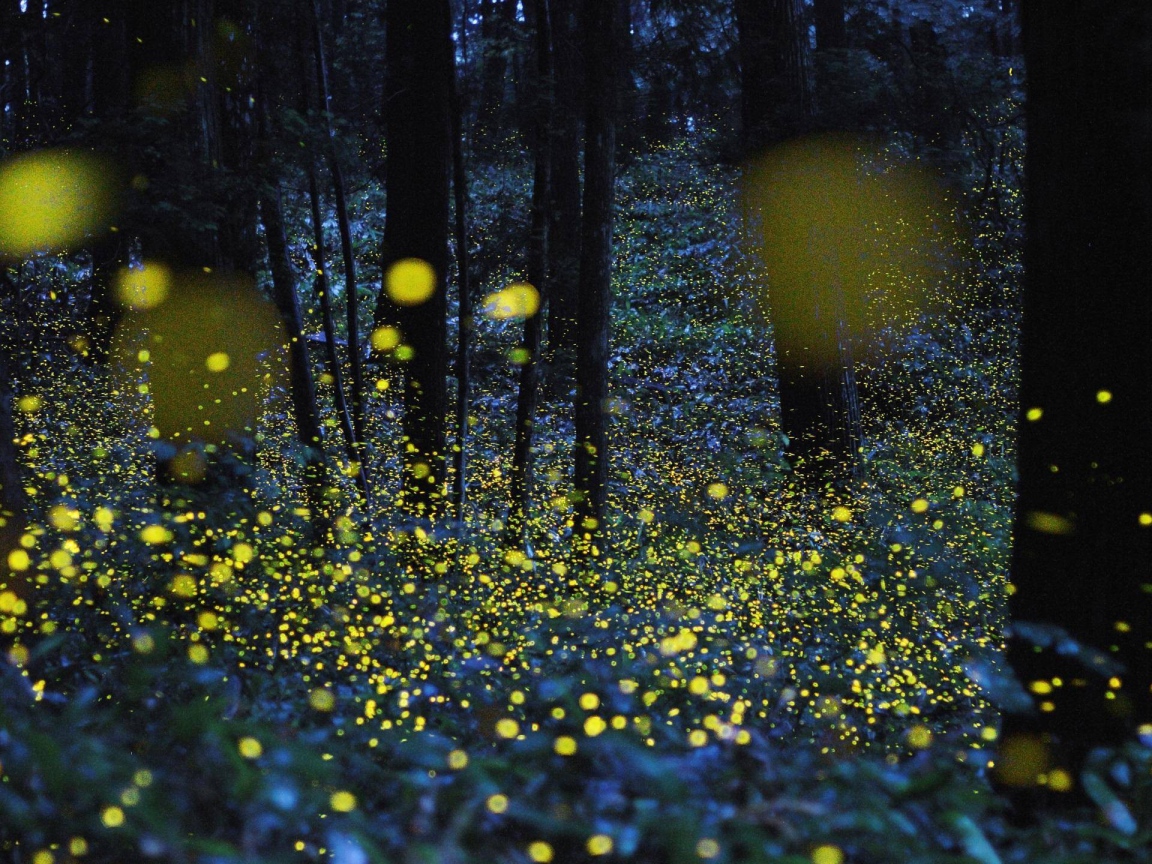 Светлячки среди деревьев