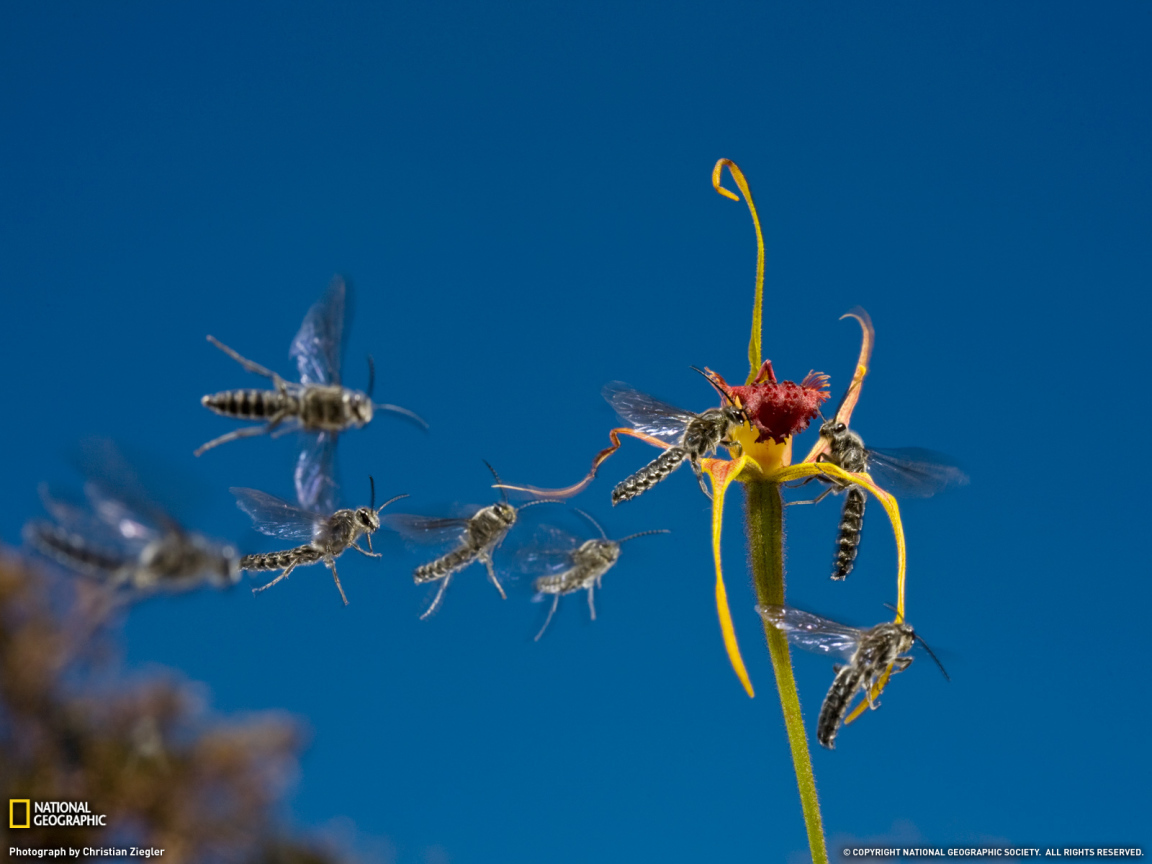 Мухи слетаются к цветку