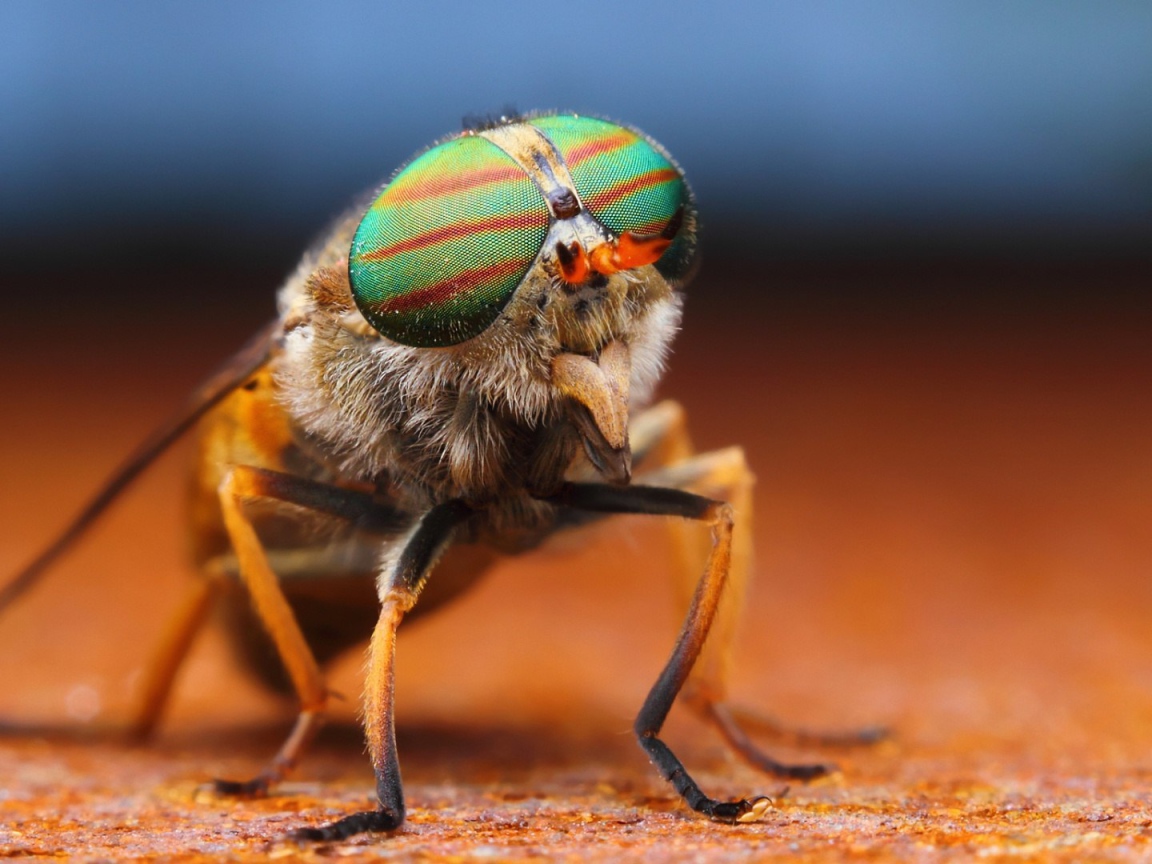 Фото мухи крупным планом