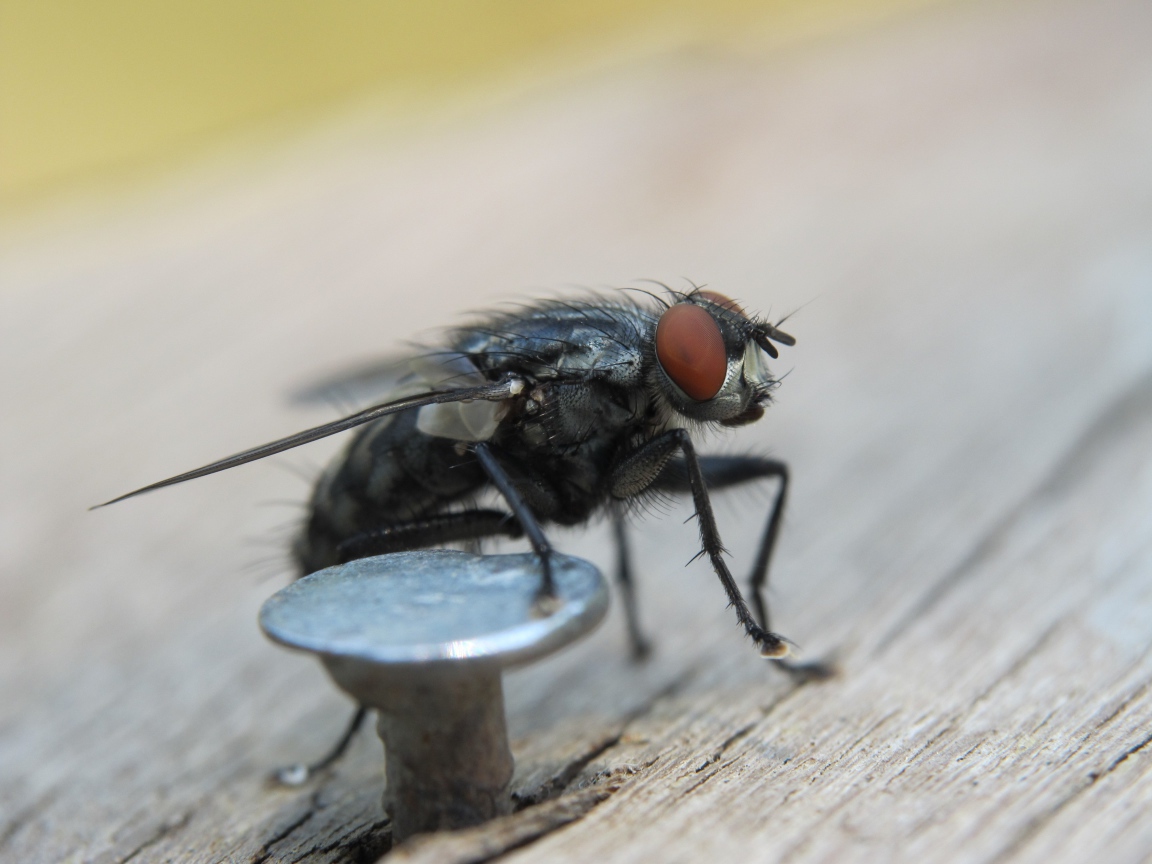 Муха у железного гвоздя