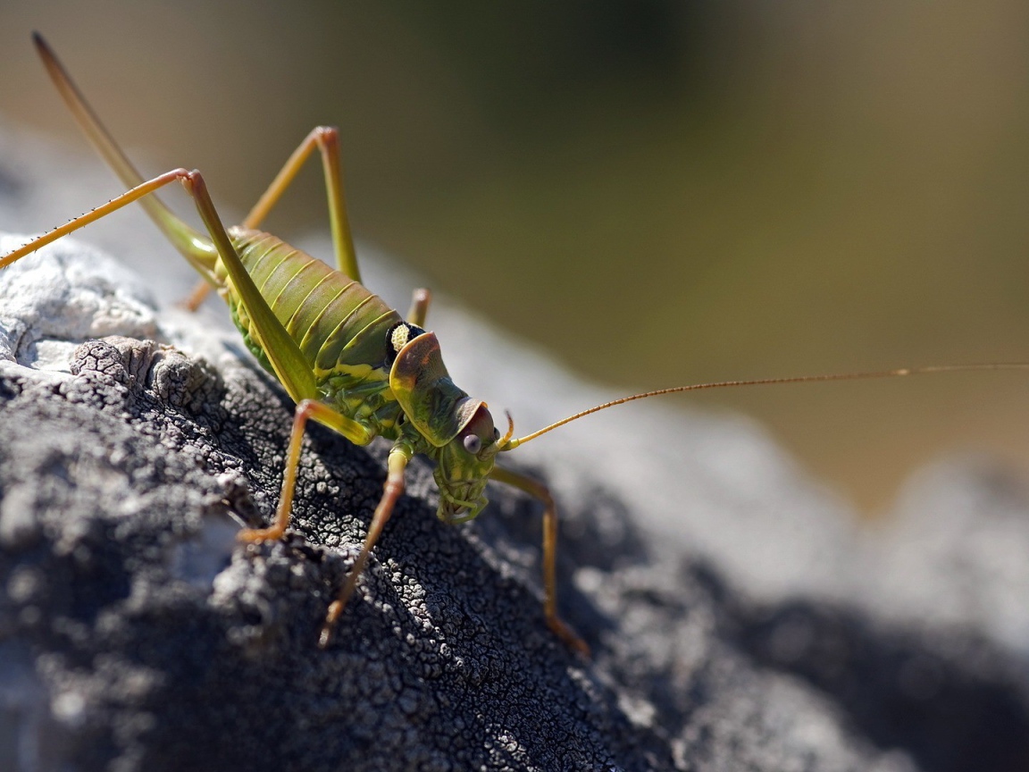 Зеленый жук ползет по земле