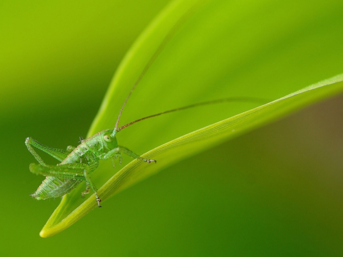 Зеленый кузнечик маскируется на листе