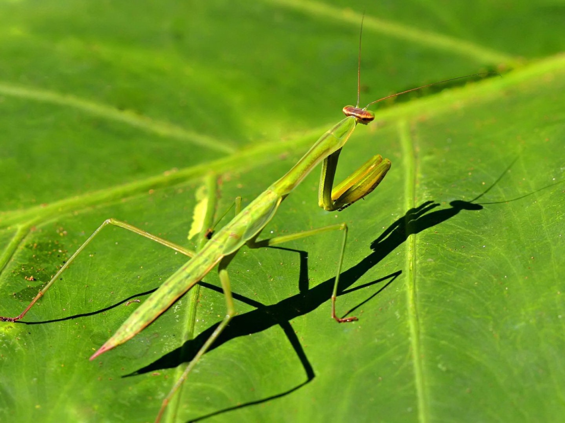 Зеленый богомол на зеленом листике