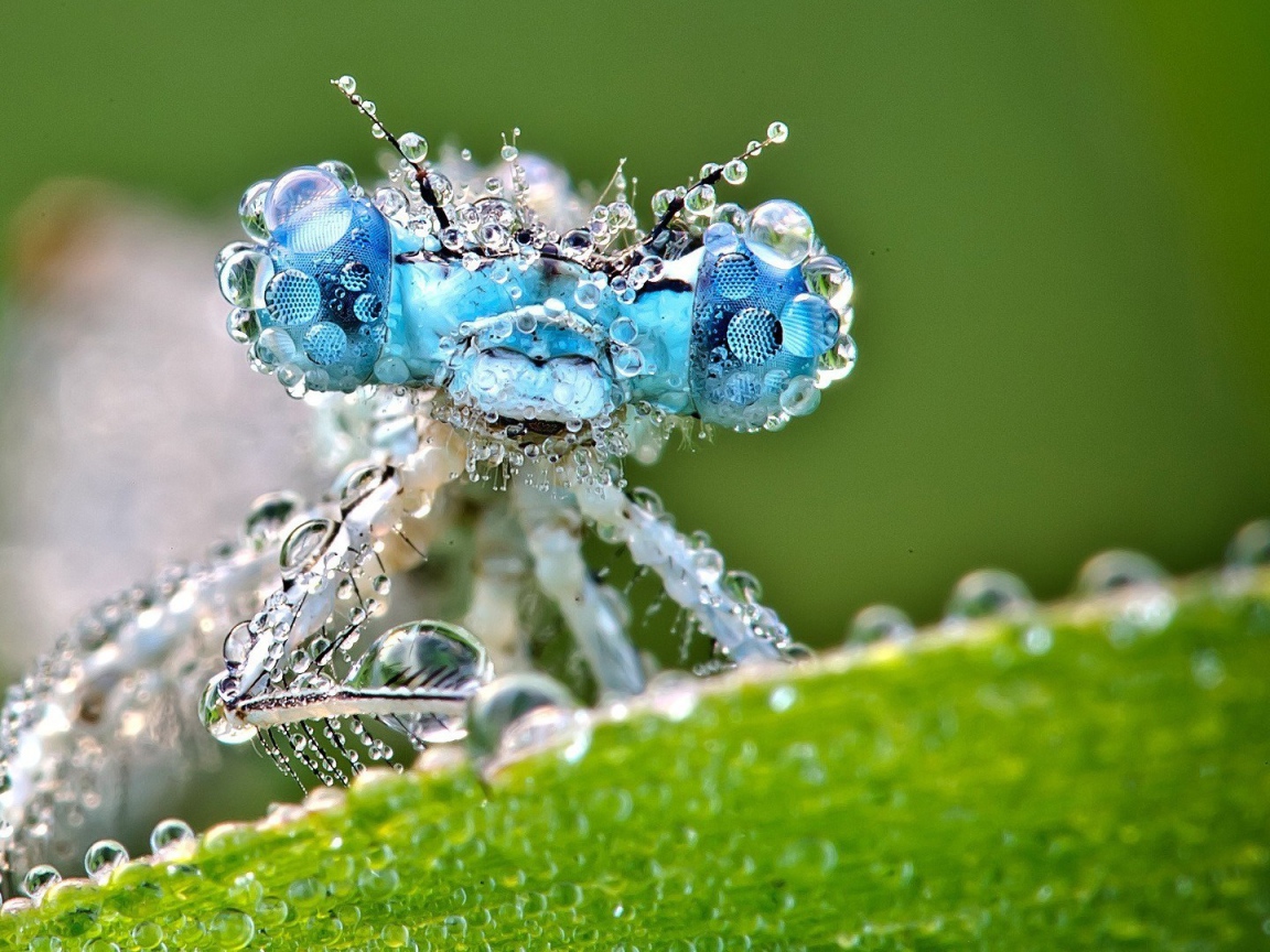 Насекомое покрыто каплями воды