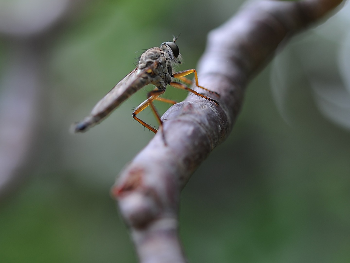 Насекомое сидит на ветке
