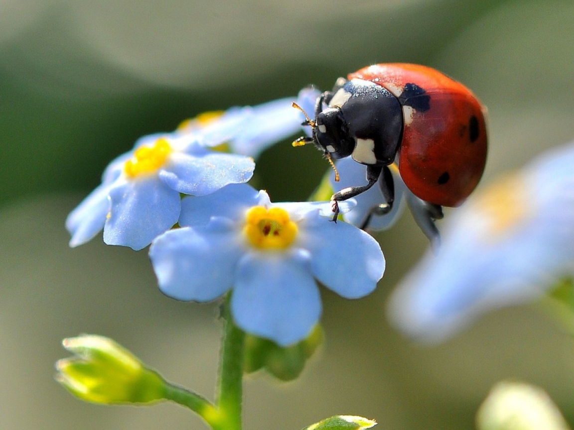 Божья коровка на цветах незабудки