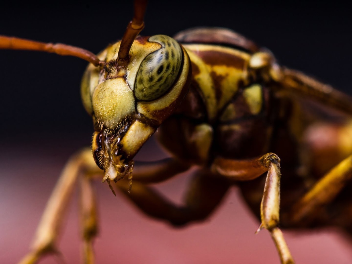 Макро фото насекомого