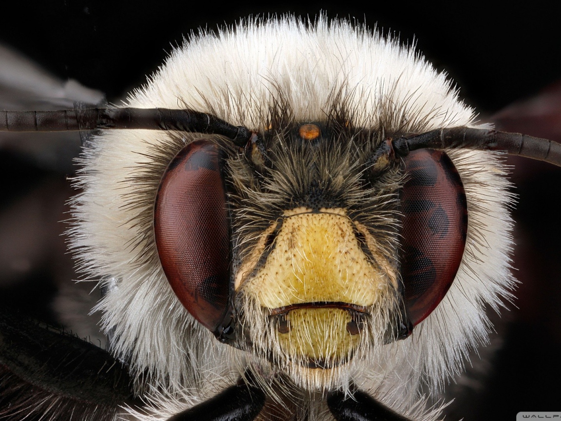 Макро фото головы насекомого