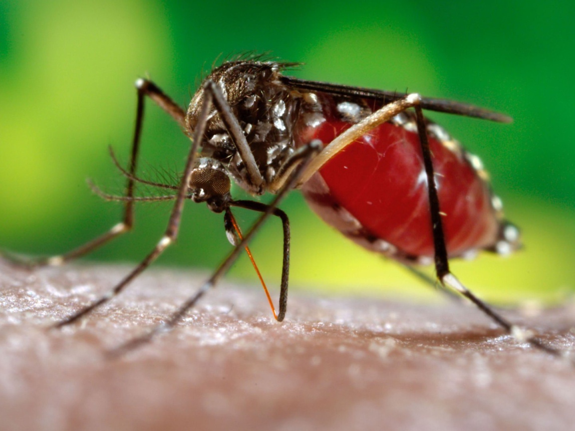 Комар сосет кровь