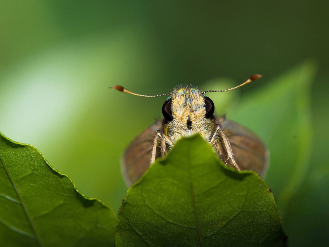 Моль спряталась за листом