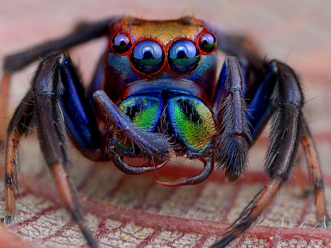 Радужный мохнатый паук