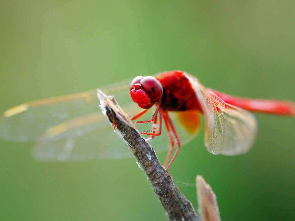 Красная стрекоза на ветке
