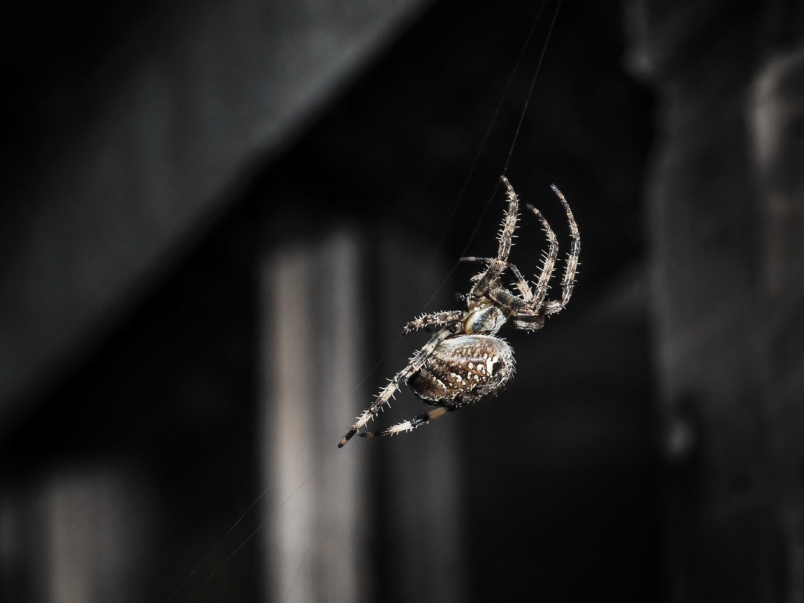 Паук ползет по своей паутине