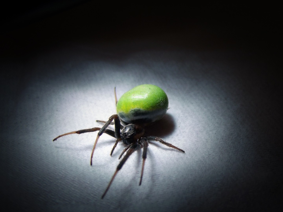 Паук с зеленым брюшком