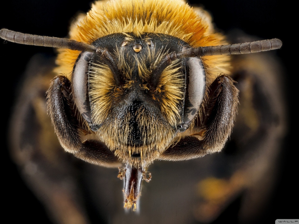 Ростки на голове насекомого