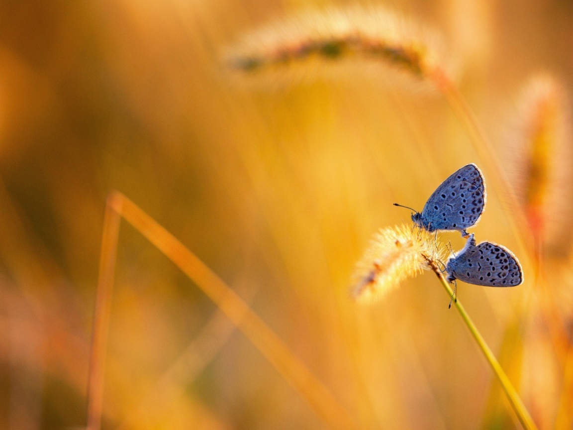 Две бабочки на колоске полевого растения