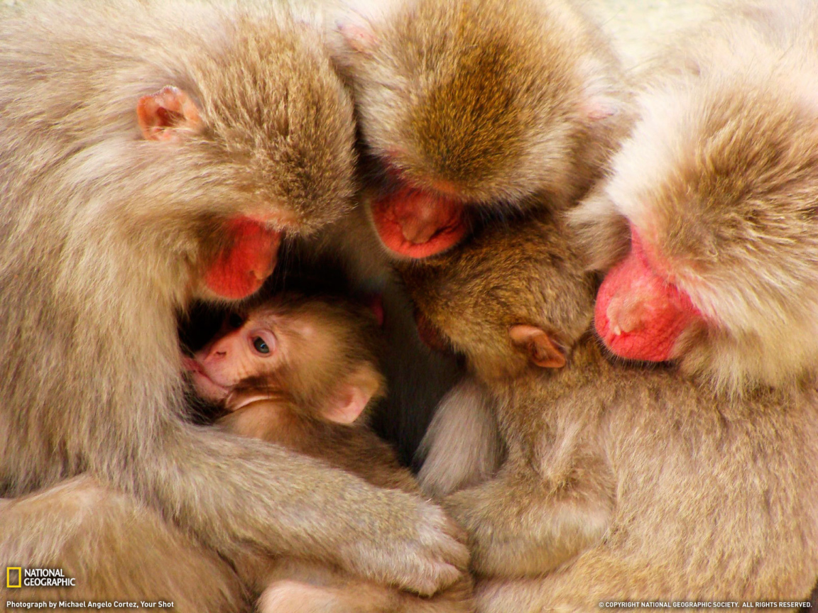 Дружная семья обезьян