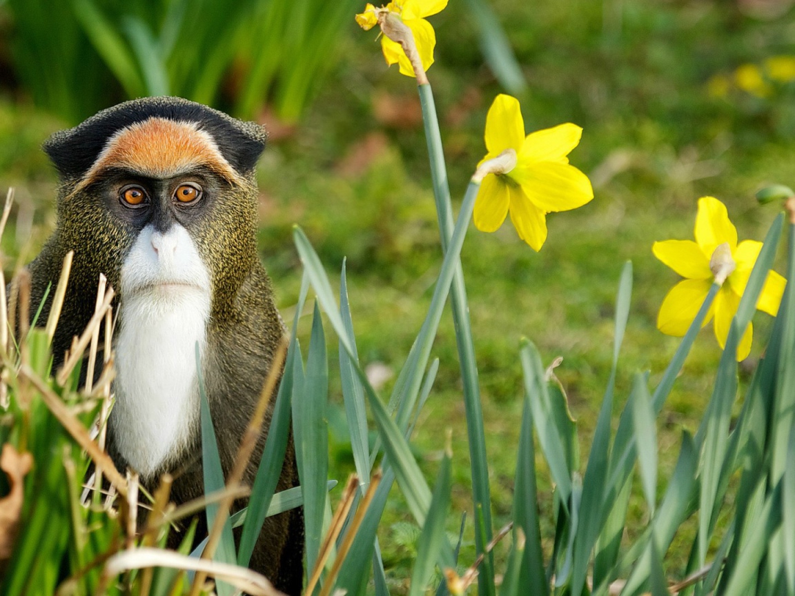 Обезьяна среди цветов
