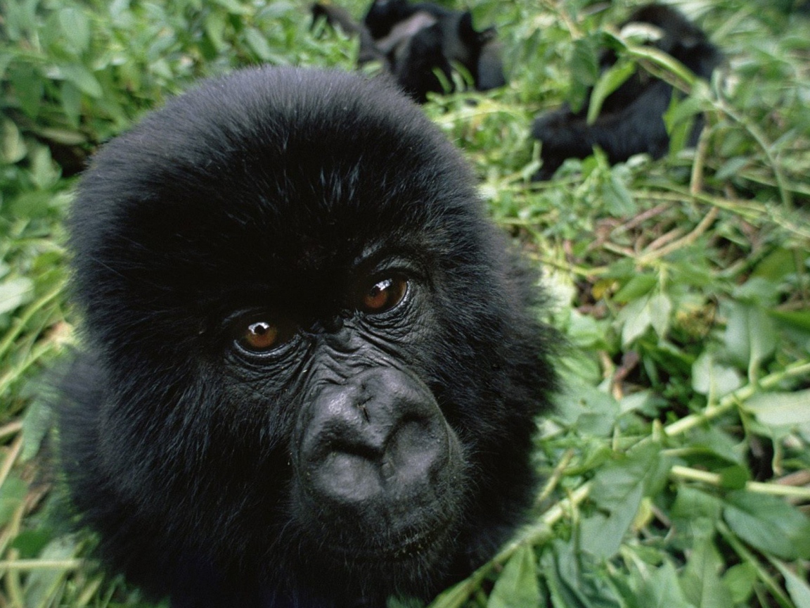 Черная обезьяна среди зарослей