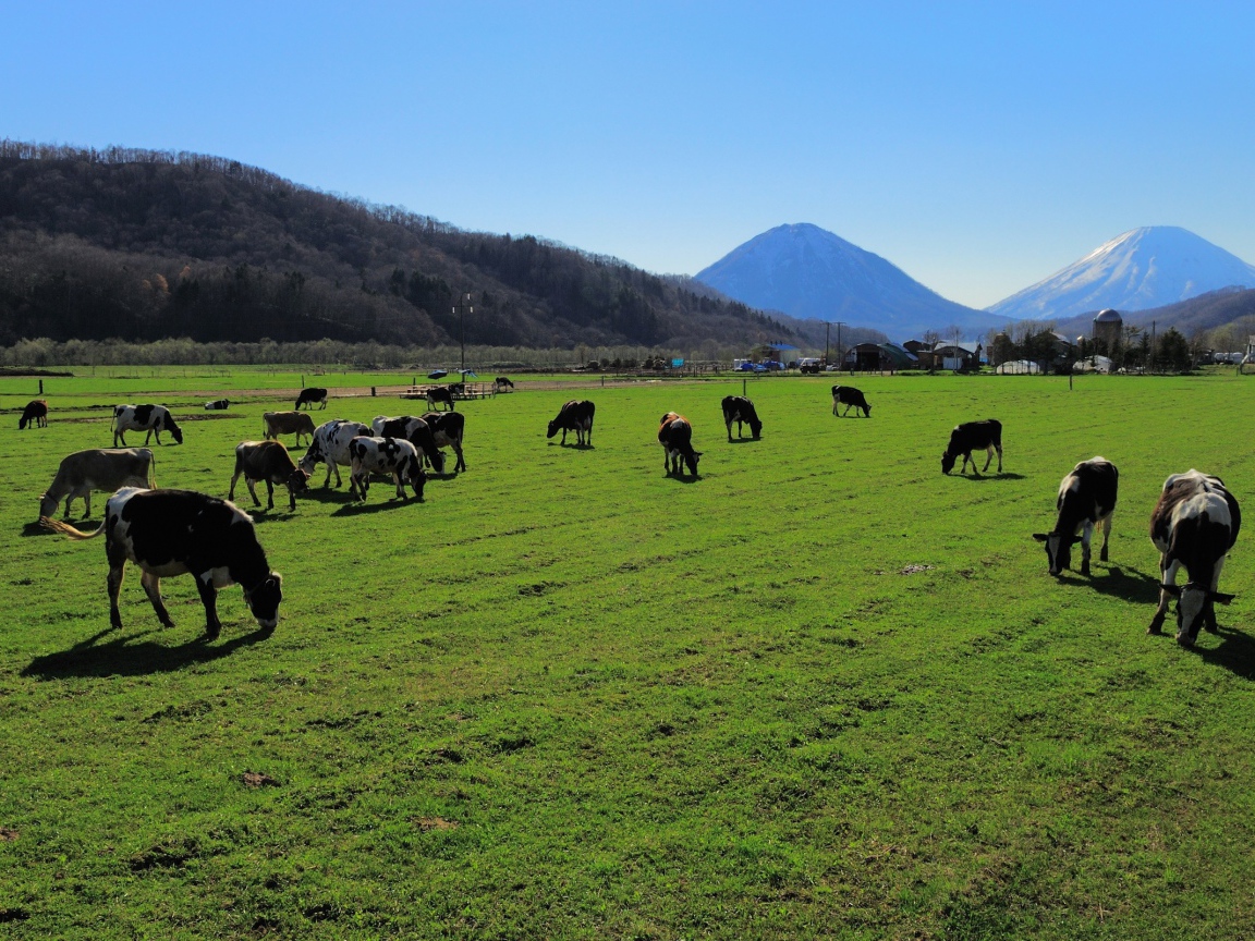 Стадо коров на ухоженном пастбище