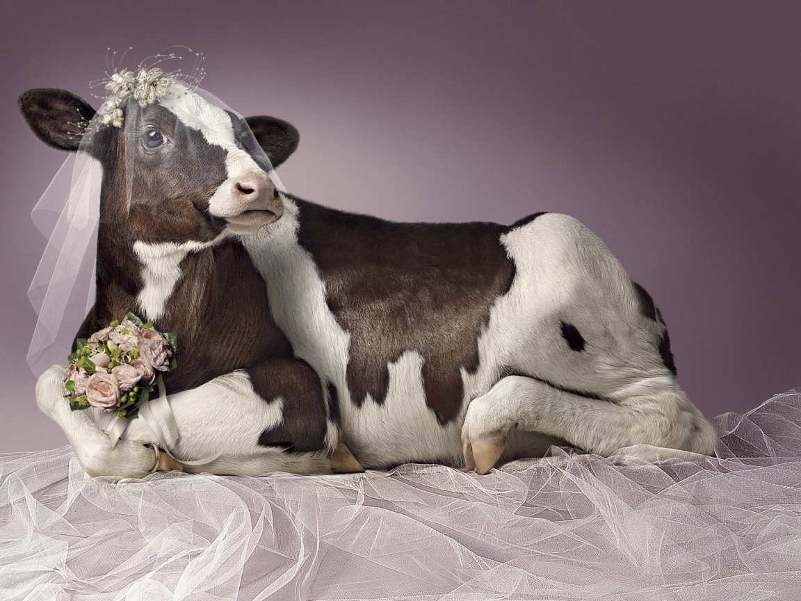 Корова в роли невесты