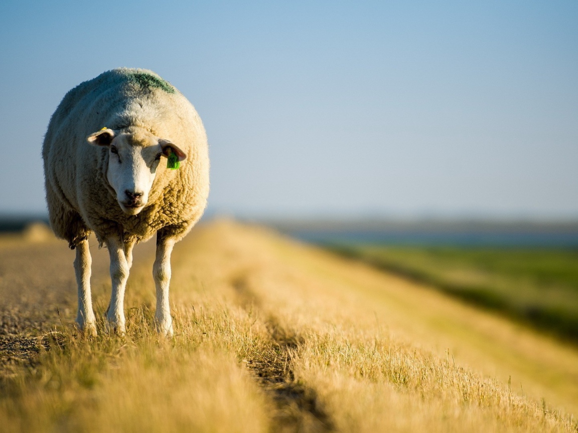 Овечка стоит на обочине дороги