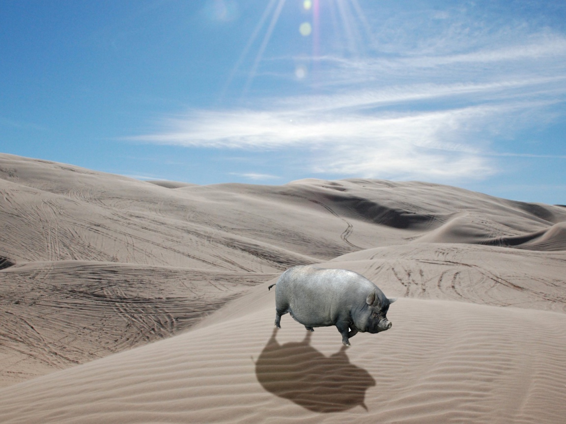 Серая свинья в пустыне