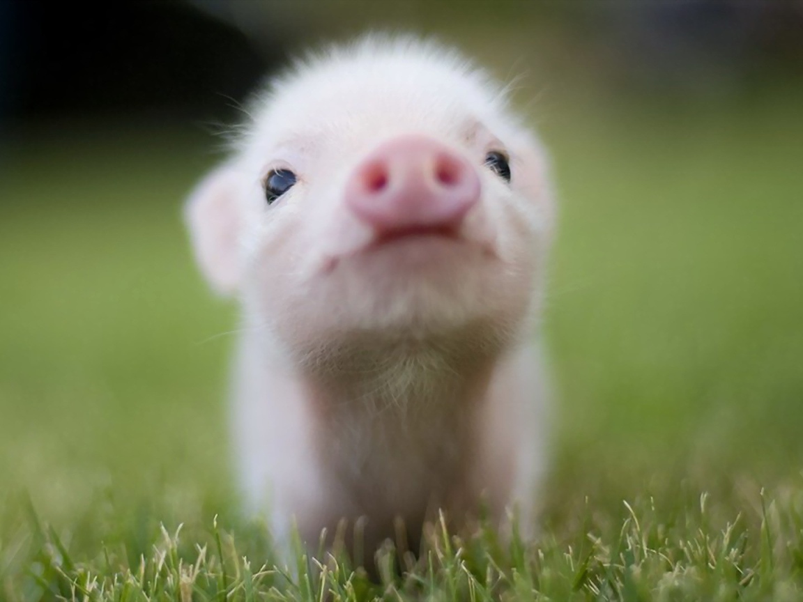 Розовый поросенок на газоне