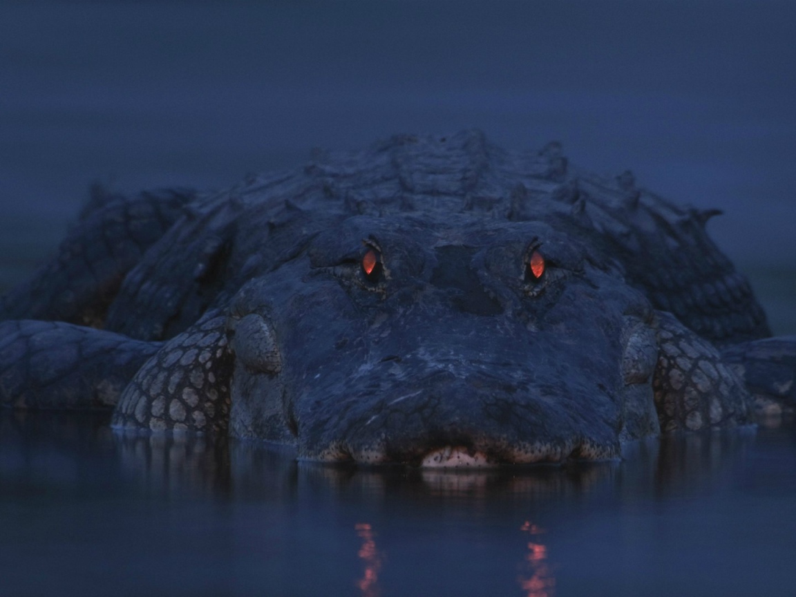 Аллигатор на берегу реки Мьякка