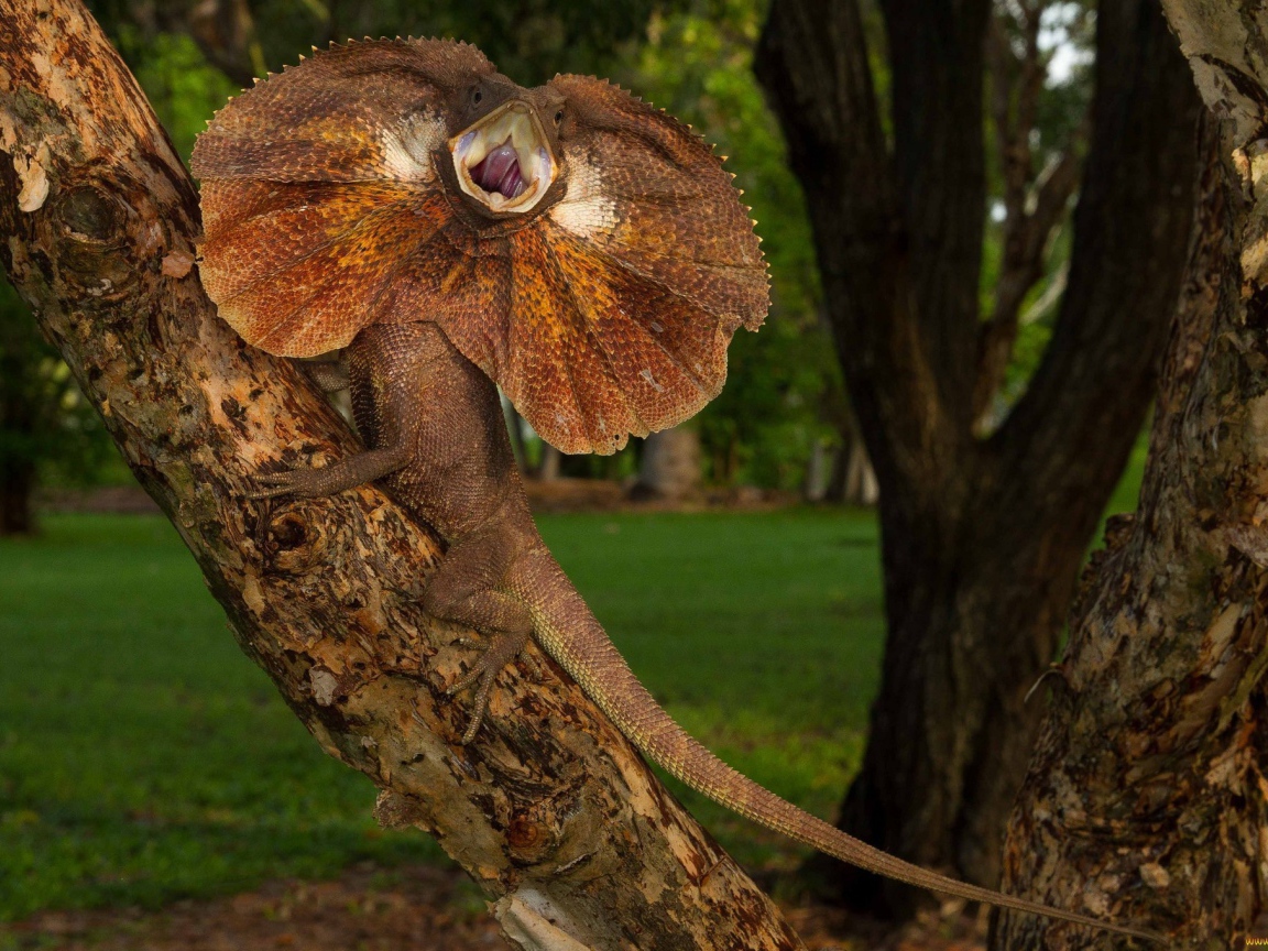 Ящерица с воротником на дереве