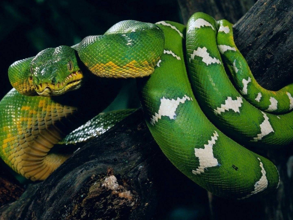 Зеленая змея обвила ствол дерева