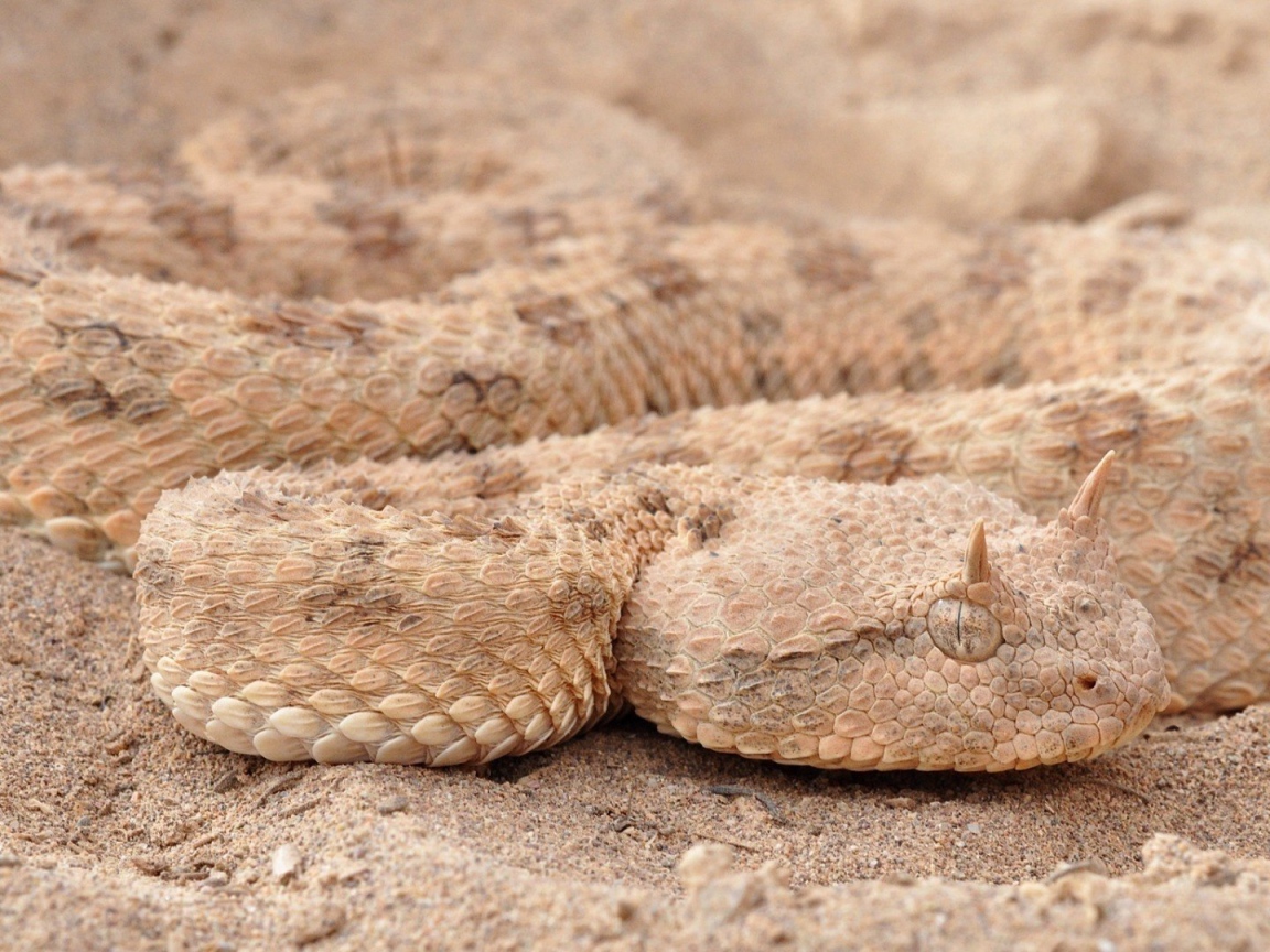 Змея рогатая гадюка