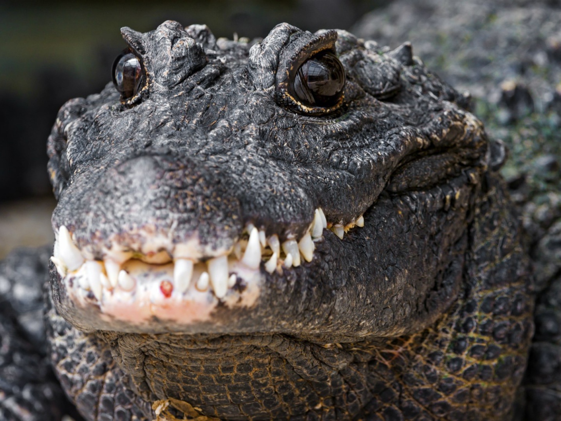 Зубы нильского крокодила