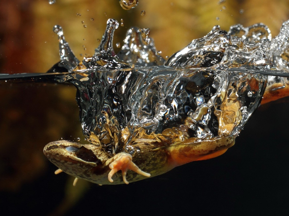 Ящерица упала в воду