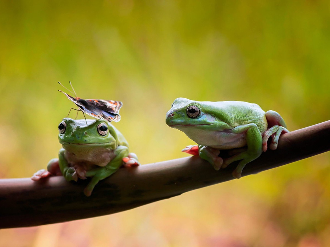 Две лягушки сидят на ветке