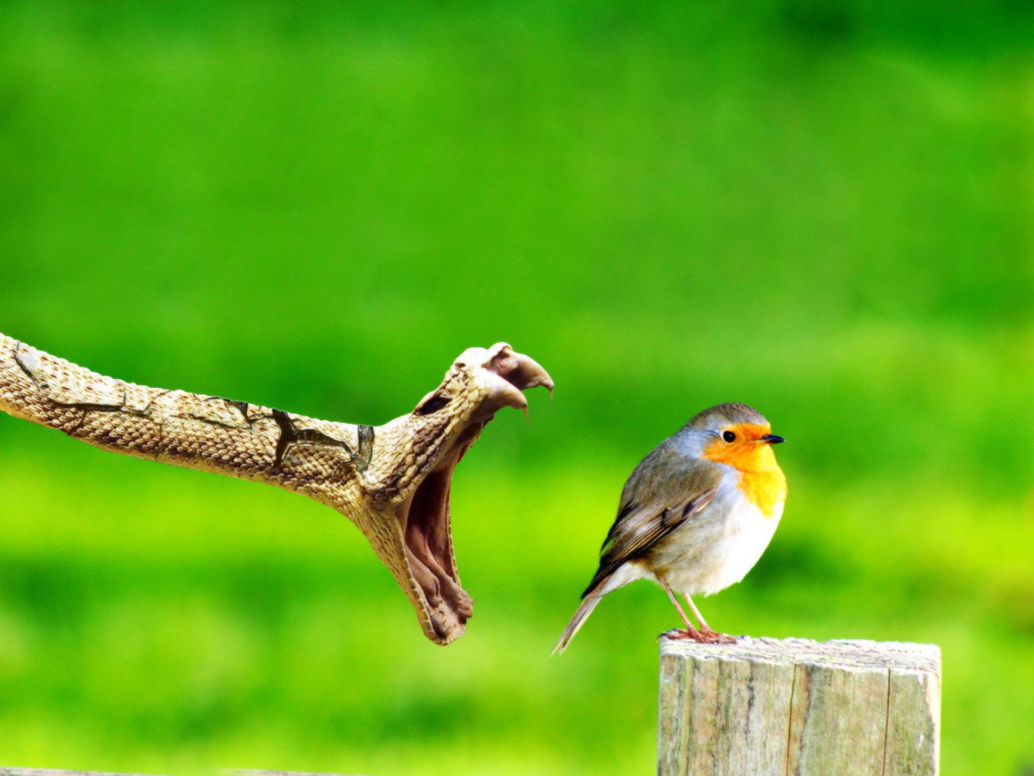 Змея ловит птицу