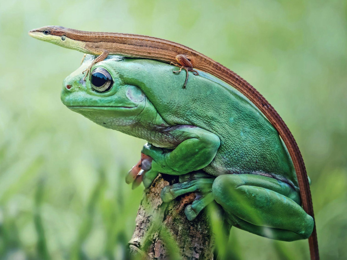 Ящерица верхом на лягушке