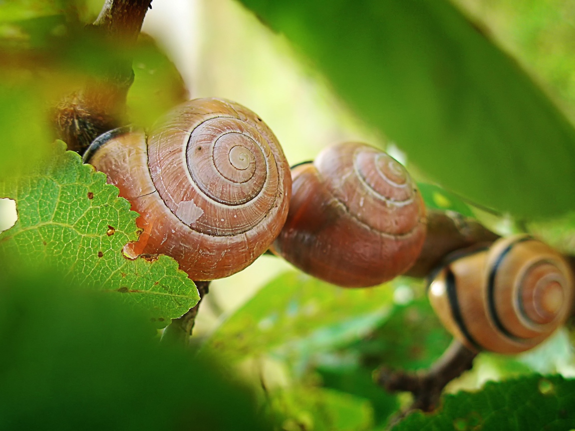 Три улитки под листьями винограда