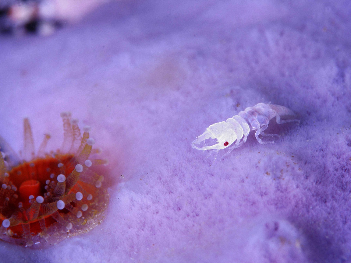 Прозрачное ракообразное животное