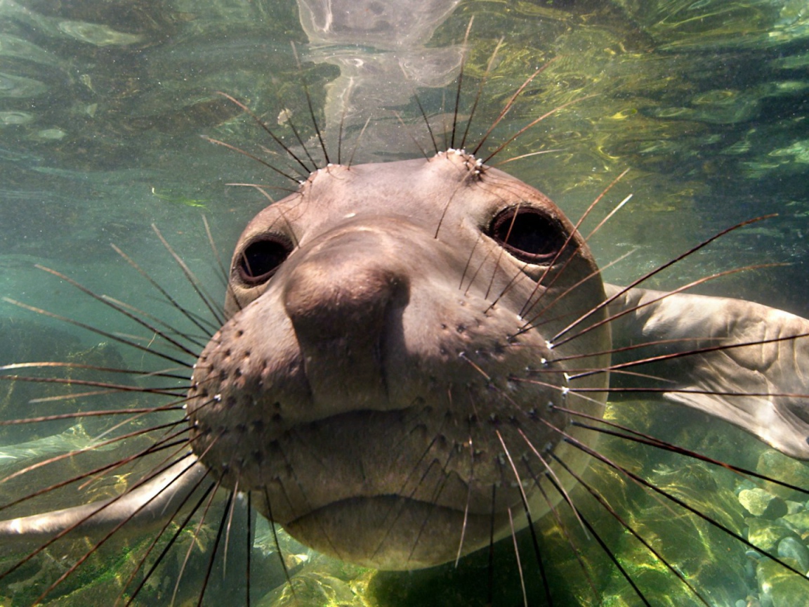 Животное морской слон