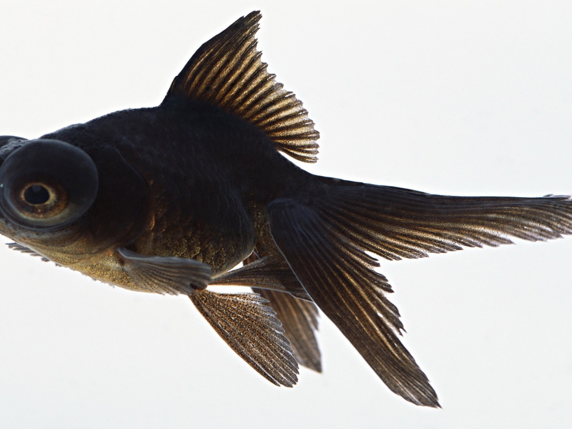 Черная аквариумная рыбка