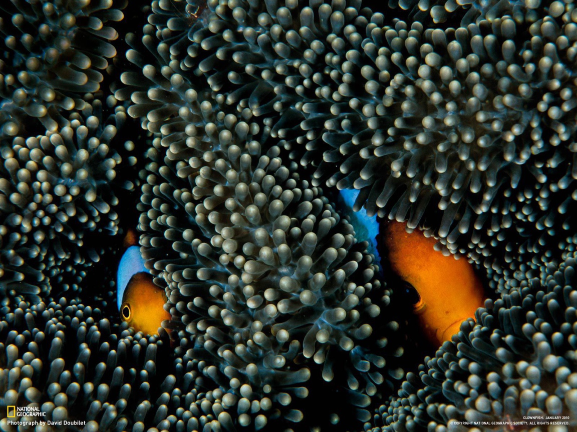 Рыбы прячутся в коралах