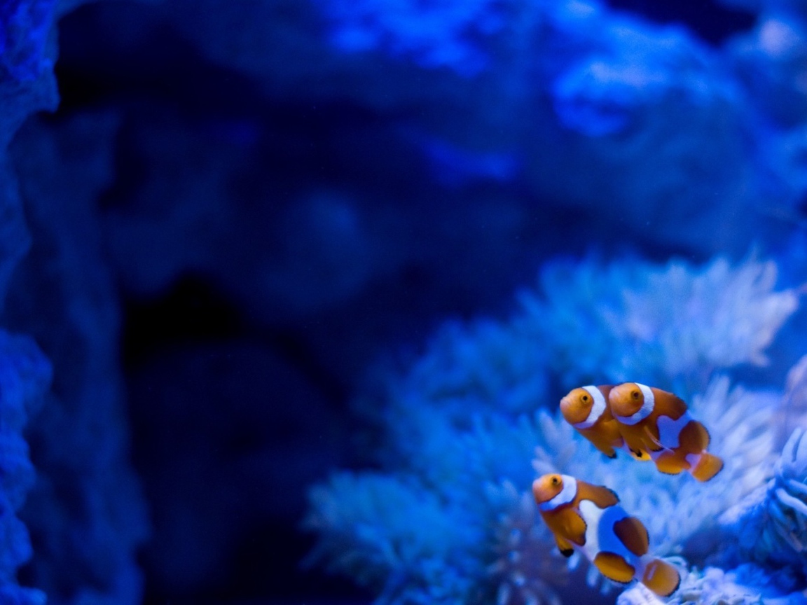 Рыбы на фоне голубых анемон
