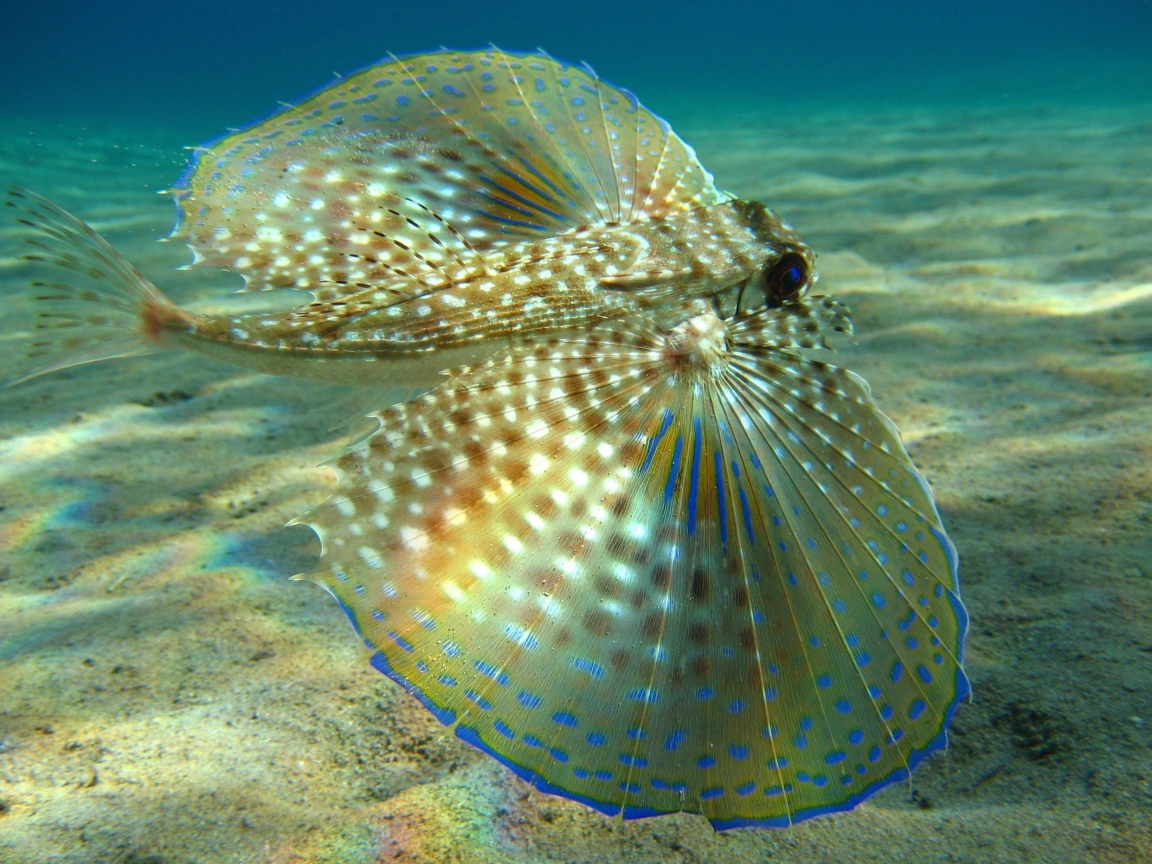 Большие плавники у рыбы