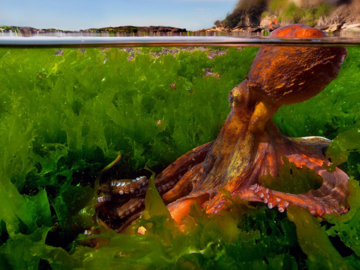 Осьминог в зарослях водорослей