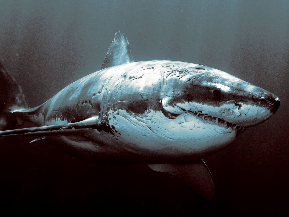 Старая потрепанная акула