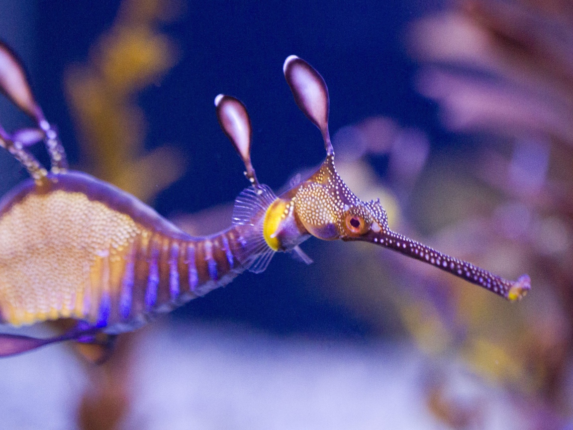 Фото прозрачного морского конька